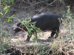 a baby hippo; it thought it was hidden!