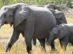 a baby wanting to nurse