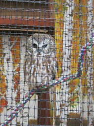 a Barred Owl