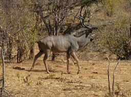 a big kudu