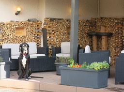 a dog watching over the wood supply in Wengen