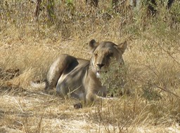 a lioness resting