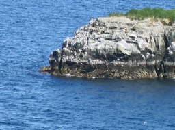 a lot of birds nesting