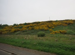 a lot of gorse