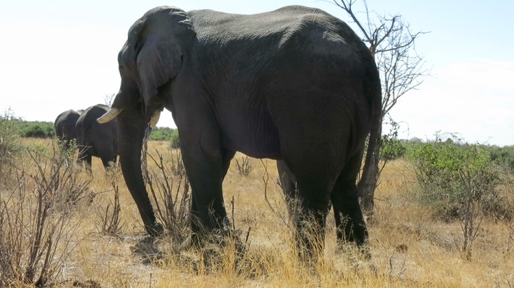 a-parade-of-elephants