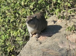 a rock hyrax