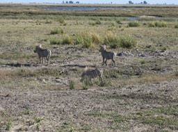 a sounder of wart hogs