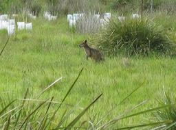 a Wallaby