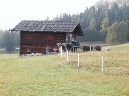 Alpi_cows