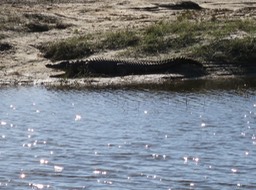 an African crocodile