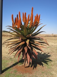 an Aloe plant