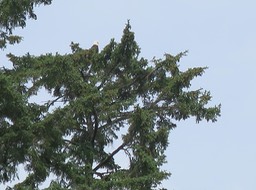 an eagle in gthe tree top watching