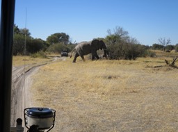 an elephant beside the road