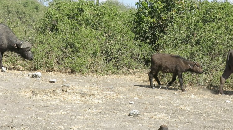 an-obstinancy-of-cape-buffa