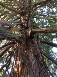 an old tree behind the church