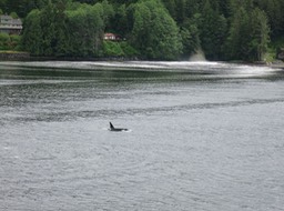 an Orca joined us in Neets Bay
