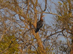 Anhinga