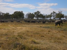 another parade of elephants