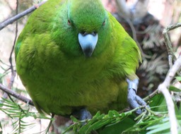 Antipodes Island Parakeet