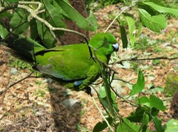 Antipodes Island Parakeet