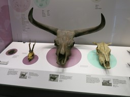 Aurochs skull; extinct ~3000 years ago