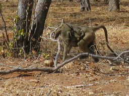 baboon with a baby hanging on underneath