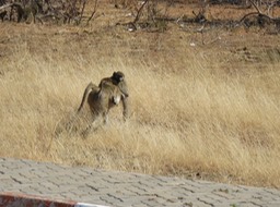 baboon with a baby riding on top