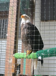 Bald Eagle in Raptor Center