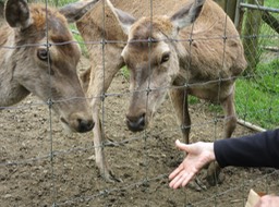 Barb feeding the animals at Sheep World