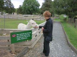 Barb feeding the animals at Sheep World