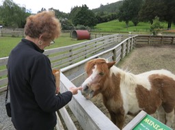 Barb feeding the animals at Sheep World
