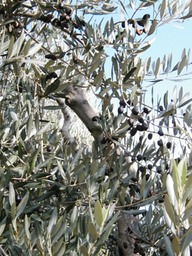 Baschi_agrturismo-4