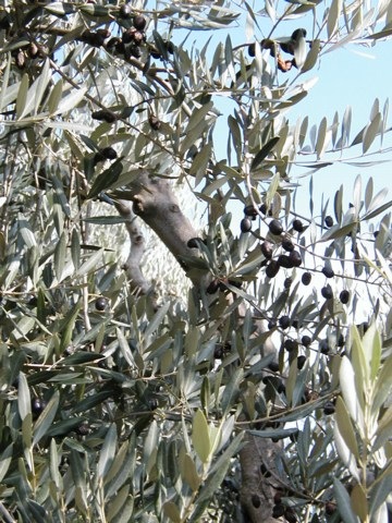 Baschi_agrturismo-4