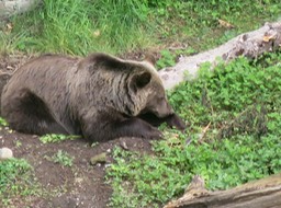 Bear park; symbol of Bern