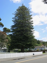 big Norfolk Pine;  Russell