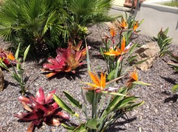 Bird of Paradise in Russell