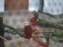 birds in Alaska Raptor Center