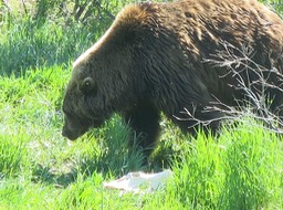 Brown Bear