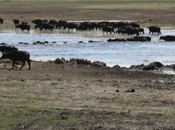cape buffalo crossing the river