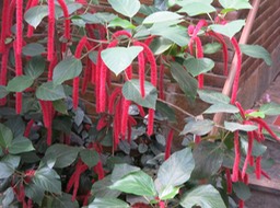 Chenille plant, Leiden Univ. Botanical Gardens - 4