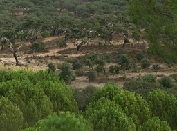 cork trees