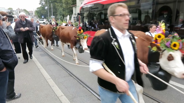 cow-parade-in-downtown-bern