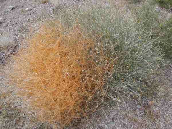 Death Valley - 13