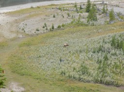 DSCN0272.JPG Elk in Bow River valley, Banff