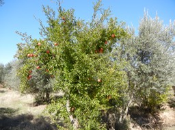 DSCN0665.JPG Pomagranate tress