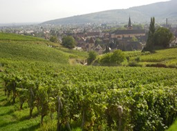 on our vineyard walk near Kaysersberg
