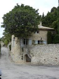 interesting tree - S�guret