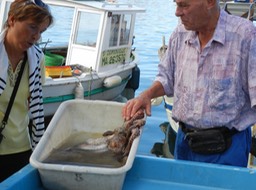 Marseille fish market