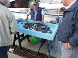 Marseille fish market