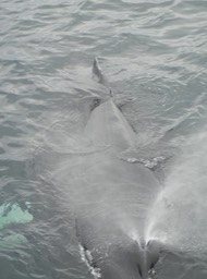 our whale blowing water out of the spout when he surfaced